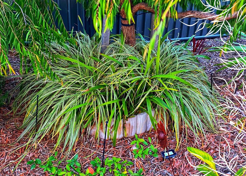 Pardon Your Garden | Gardening Service Perth