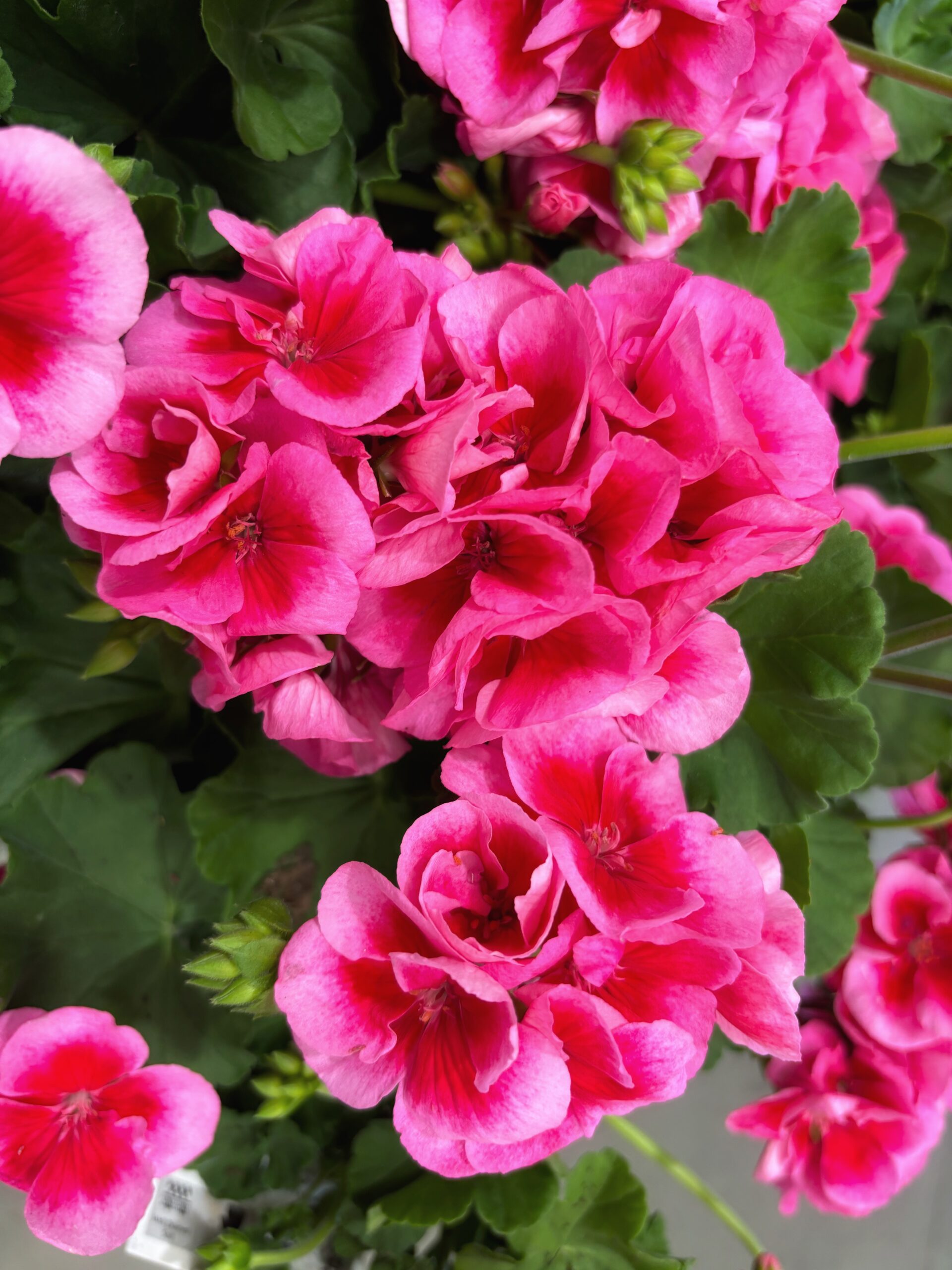 garden-geraniums