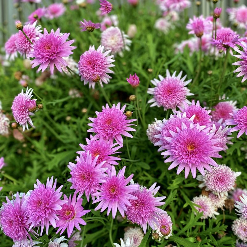 pink-marguerite-daisy