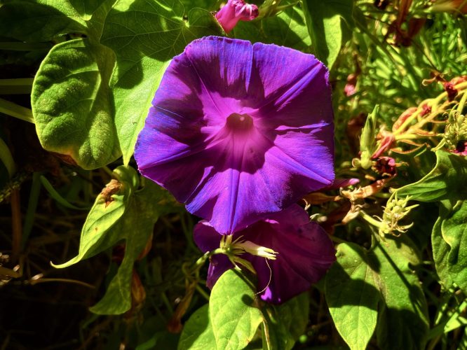 purple-flower