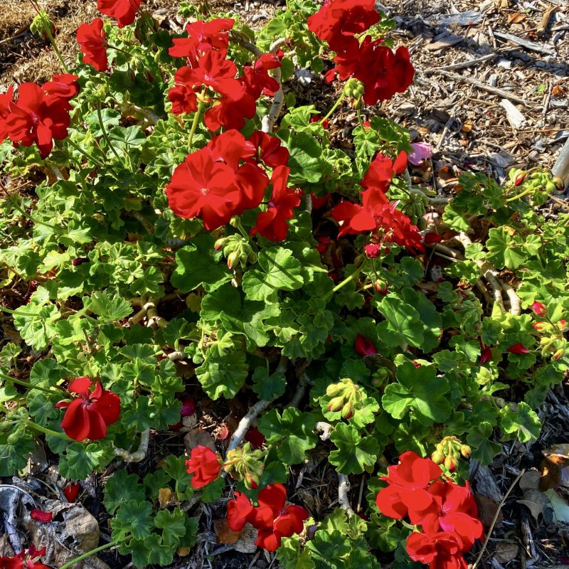 red-geranium