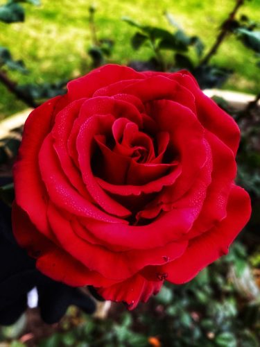 red-rose