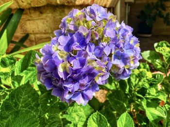 purple-hydrangea