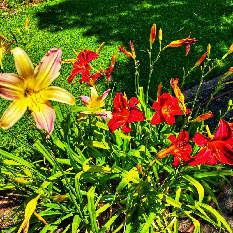 day-lilies